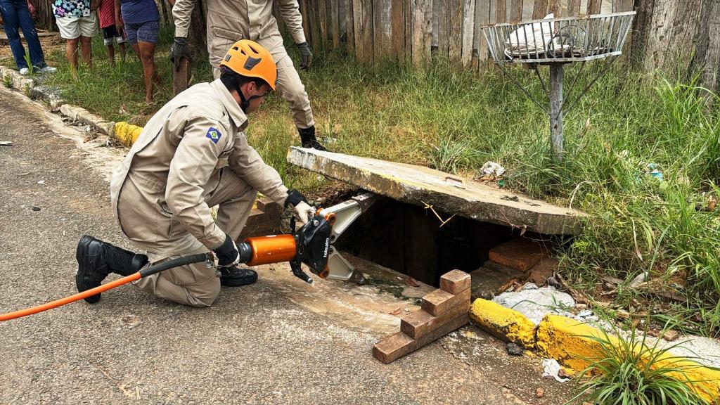 Bombeiros resgatam arara-canindé ferida e filhotes de gato de locais de risco 